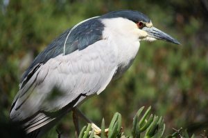 A Black-crowned Night-Heron stands on a fence bordering the pond.