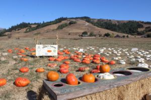 Offering an October staple, the Nicasio Pumpkin Patch provides customers with beautiful pumpkins and a real-life farm experience. 