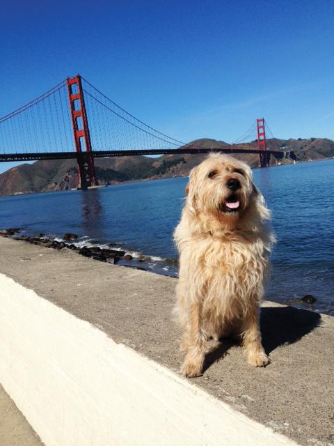 Proposed leashlaws have the potential to restrict where dogs can be off leash, including numerous beaches and hiking trails throughout Marin and San Francisco.