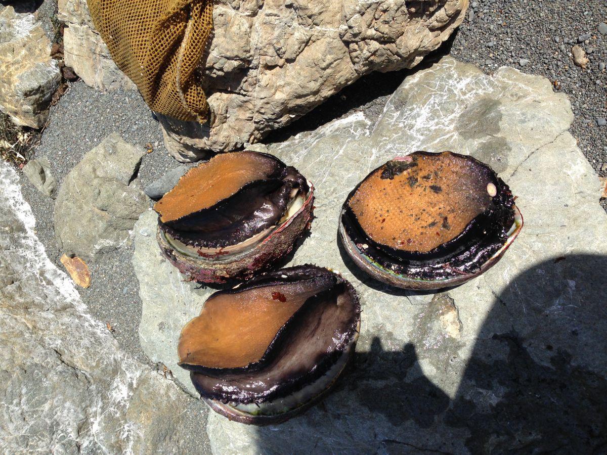 As abalone season begins, diver explores depths Redwood Bark