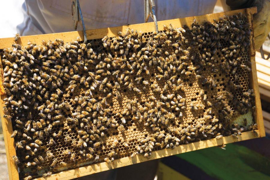 Student beekeepers aid declining bee population