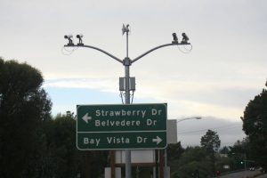 Tiburon's license plate  cameras lie along Belvedere Blvd. and Paradise Dr. Last month, the City Council of Belvedere voted to implement similar cameras in Belvedere to combat recent property crime. 