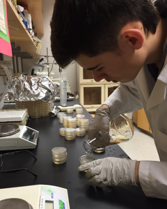 MATTHEW MOSER prepares petri dishes for his parasite experiment. Moser will be traveling to Pittsburgh in May to participate in the competition.