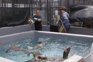 Volunteers James Mohri and Michele Hunnewell feed California sea lions.
