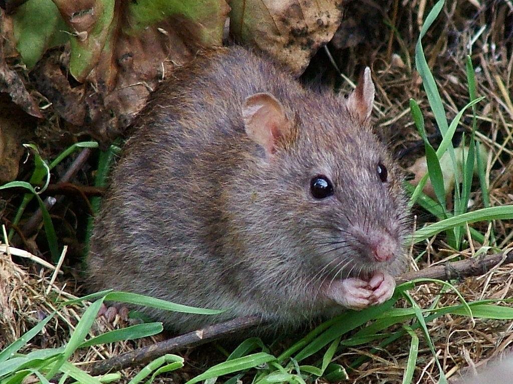 According to EPA.Gov, the Norway Rat is the most commonly found rodent in the United States.  