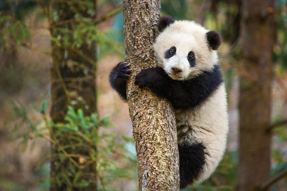Staring triumphantly out at her bamboo forest home, Mei Mei climbs a tree for the first time.
