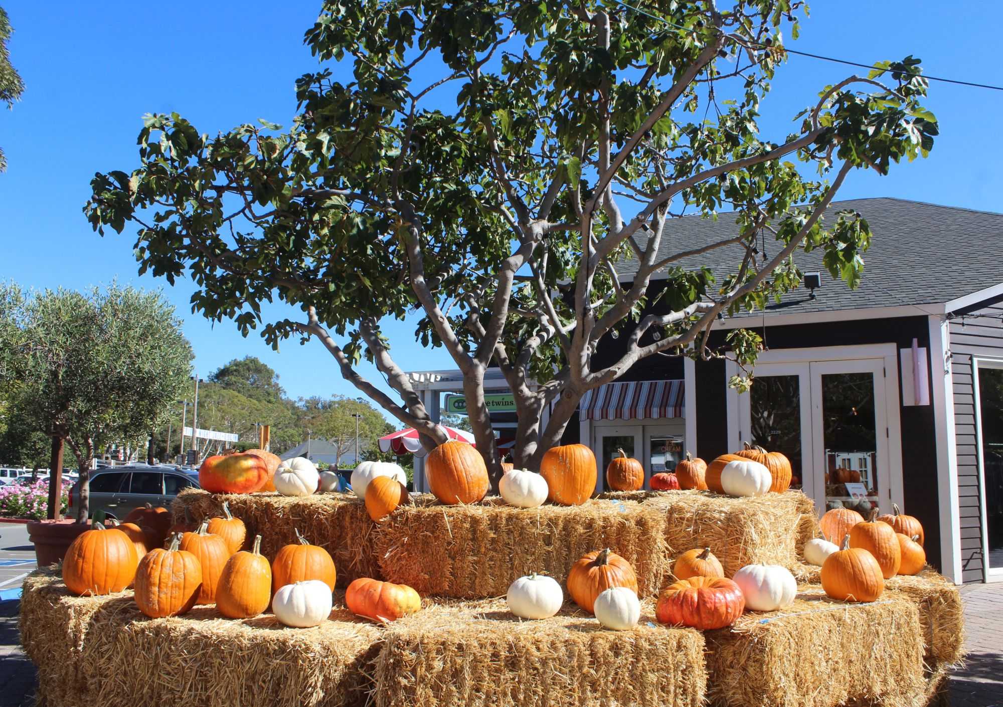 Jump into fall by visiting Marin’s best pumpkin patches – Redwood Bark