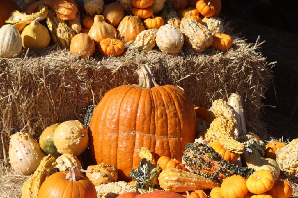 Jump into fall by visiting Marin’s best pumpkin patches