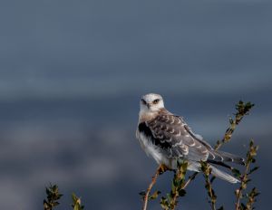 Juvenile White-tailed Kite perched on a tree branch. 