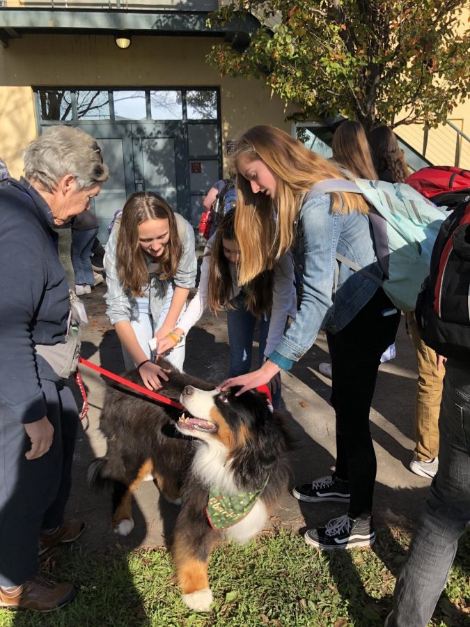 Students gather to pet therapy dogs during lunch to relieve stress during study week.