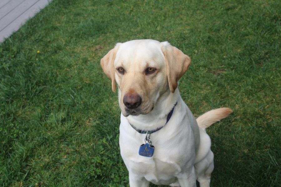 Emily Janowskys dog Rocket serves as a breeding dog for Guide Dogs for the Blind