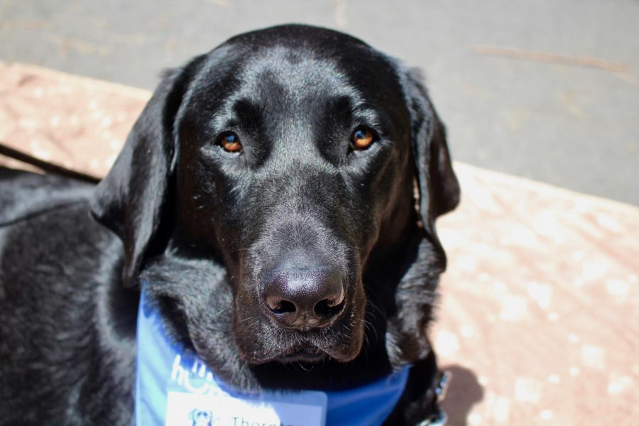 A bark to Wellness welcoming therapy dogs