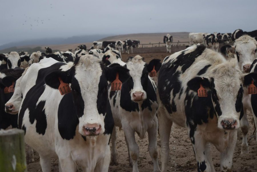 The gross value of dairy production in Point Reyes reached $7,513,600 in 2017.
