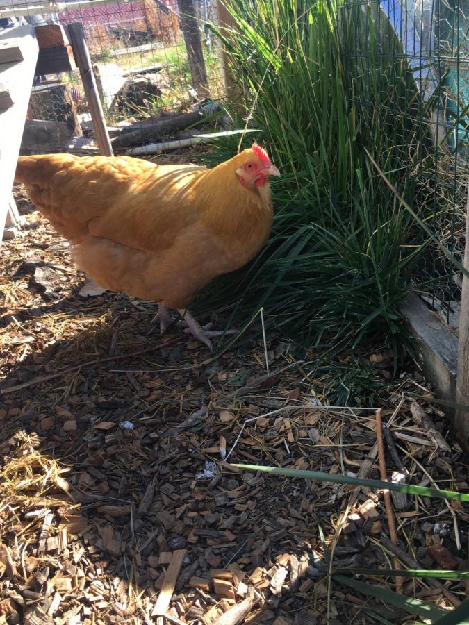 New chickens roam around the chicken coop that was recently added to the Sustainable Agriculture Farm.