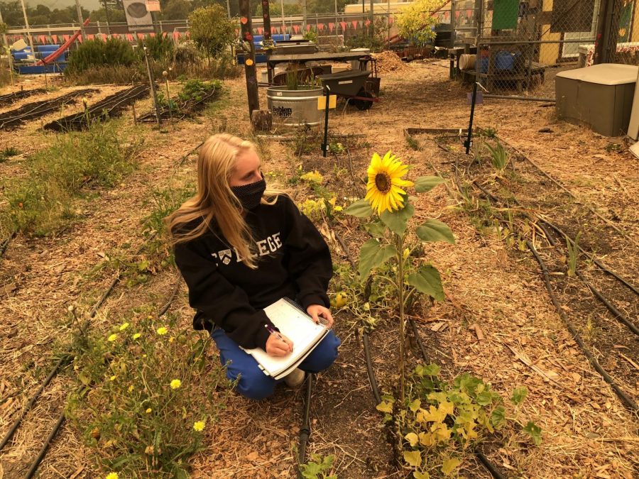 Senior Ella Zimmerman kneels to check the growth of her plants for her Sustainable Agriculture class, taught by Mr. Stewart.
