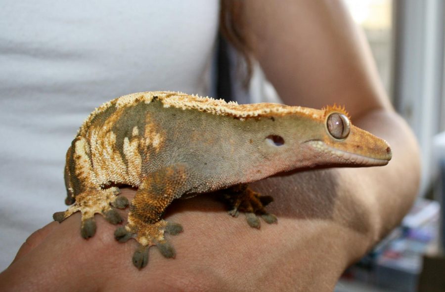 Zuzu is a shy, crested gecko belonging to sisters Callie and Avery Wilson. The gecko is a small creature that is fairly easy to maintain, but it must be kept in a hot and humid environment and fed prey animals such as pureed crickets and mealworms. 
