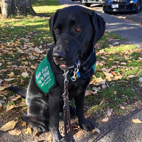 Caring for guide dogs is a big responsibility, and puppy-raisers like Katie and Sofia must include their dog in all aspects of their everyday life . (Photo courtesy of Sofia Nogueiro)