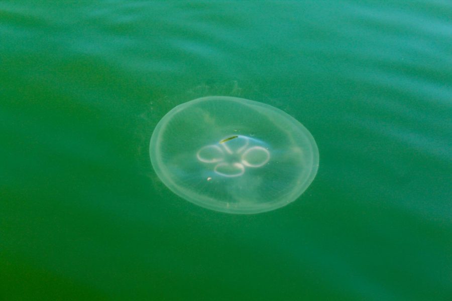 A moon jellyfish swims at the surface of the Belvedere Lagoon