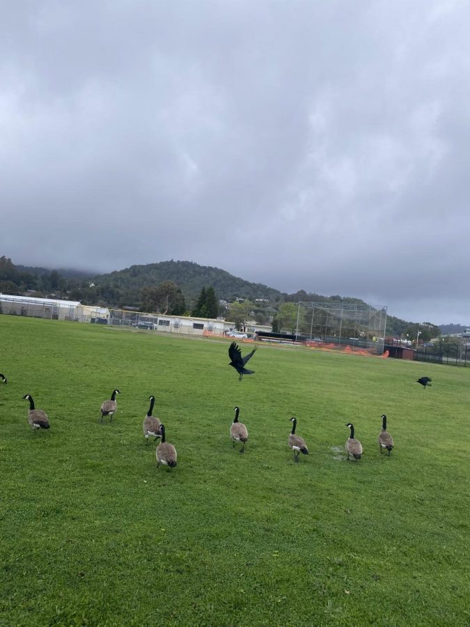 A flock of geese and two birds occupy Al Endriss Baseball Field