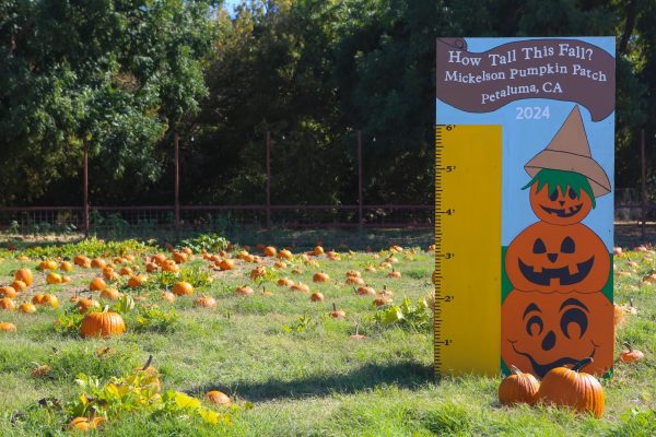 Scattered across the patch, these pumpkins are ready to harvest.