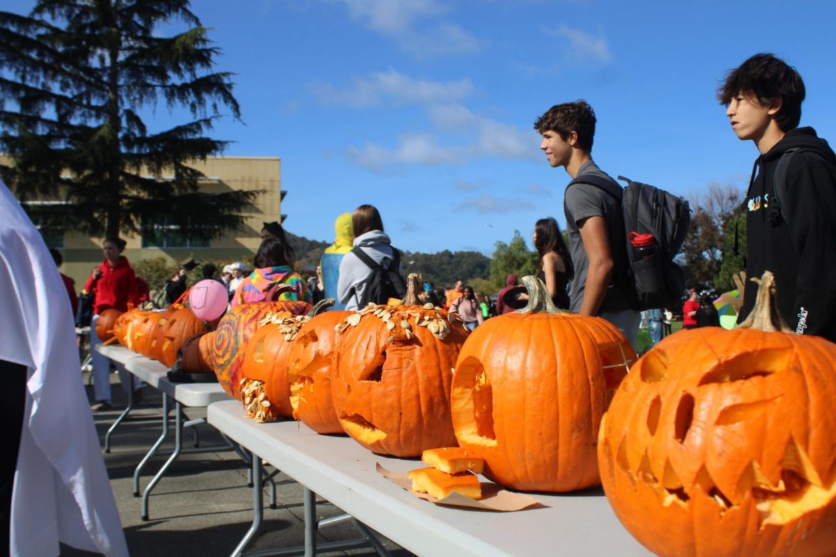 After being lined up, the pumpkins are ready for judging.  
